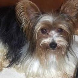 Tux - Yorkshire Terrier