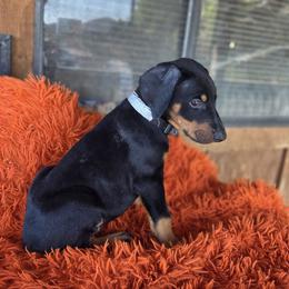 Grey collar - Black and rust male Doberman Pinscher puppy in Santa Clarita, California from Riviera Dobermans