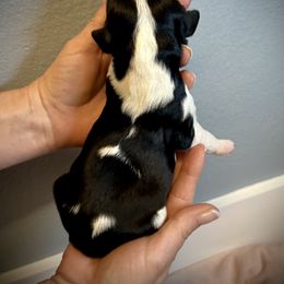 Cavalier King Charles Spaniel Puppies from SoCalCavaliers