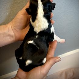 Cavalier King Charles Spaniel Puppies from SoCalCavaliers