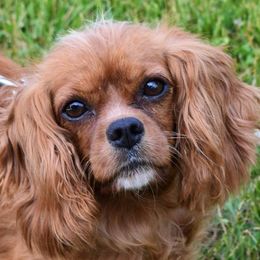 Apple - Cavalier King Charles Spaniel