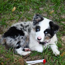 Miniature Australian Shepherd Puppies from Eldorado Ranch Mini Aussies