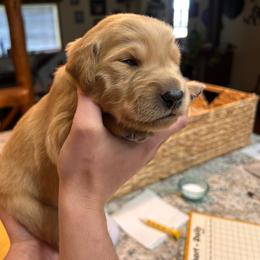 Black - Golden male Golden Retriever puppy in Bonanza, Oregon from Gold 'N Dust Ranch