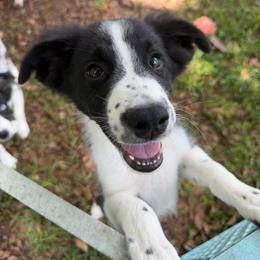 Boy 4 - Black tri-color male Australian Shepherd puppy in Lakeland, Florida from Infinite Aussies