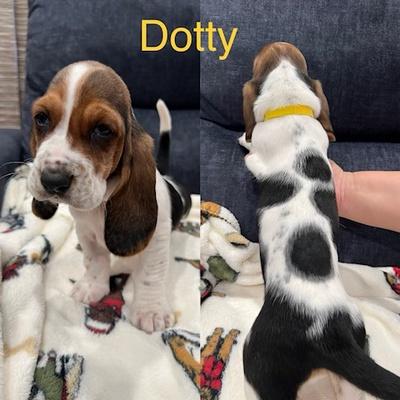 Baying Bassets in California | Basset Hound puppies | Good Dog