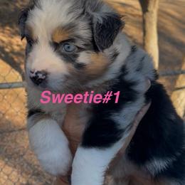 Sweetie - 1 - Blue merle female Australian Shepherd puppy in Riverside, California from Majestic Wrangler’s Aussie’s