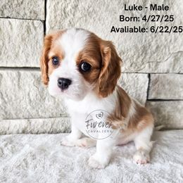 Luke Skywalker - Blenheim male Cavalier King Charles Spaniel puppy in Highland, Utah from Furever Cavaliers