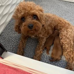 Ross - Red male Cavapoo puppy in Pleasant Grove, Utah from Destination Doodles