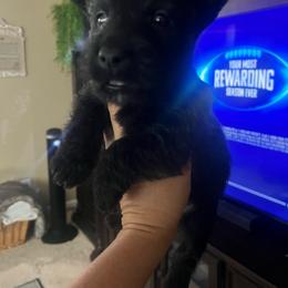Allen - Black male Scottish Terrier puppy in Chattanooga, Tennessee from Oodles of Cuties!