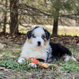Mango - Blue merle male Australian Shepherd puppy in Hartville, Missouri from Stamper K9’s