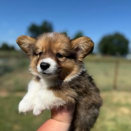 Jinx - Fluffy - Red male Pembroke Welsh Corgi puppy in Anderson, California from Flying K Corgis