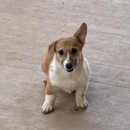 Girl 1 - Red female Pembroke Welsh Corgi puppy in Tucson, Arizona from Sierrita Mountain Corgis