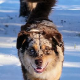 Quinn - Miniature Australian Shepherd