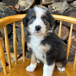 Pumpkin - Black tri-color male Australian Shepherd puppy in Hillsboro, Oregon from Delaney's Australian Shepherds
