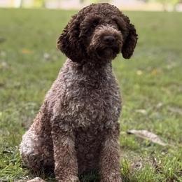 Carmella - Lagotto Romagnolo