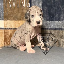 Irving - Mantle merle Great Dane puppy in Huntsville, Alabama from Rough Diamond Danes