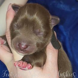 Valerion - Red and white male Siberian Husky puppy in Richland, Mississippi from Feazell’s Siberian Huskies