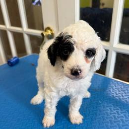 Bowser - Phantom male Poodle puppy in Huntsville, Alabama from Flint River Poodles