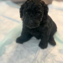 Athena - Black female Cockapoo puppy in Colorado Springs, Colorado from Garrett Doodles