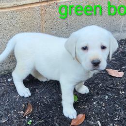 Winter - Yellow male Labrador Retriever puppy in Middleburg, Pennsylvania from Countrylanes labs