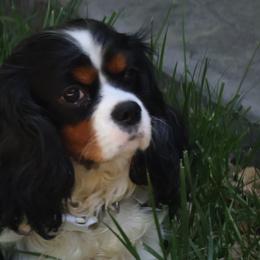 Brazil - Cavalier King Charles Spaniel