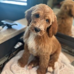 Shiloh "male" - Goldendoodle puppy from Valentine Kennels