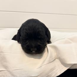Dark Blue - male Golden Mountain Dog puppy in Angier, North Carolina from Howard's Retrievers & Bernese