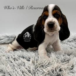 Who's-Ville - Black white and brown female Basset Hound puppy in Dingess, West Virginia from Tuckers' Howling Hounds
