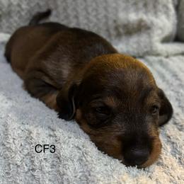 CF3 - Wild boar female Dachshund puppy in South Carolina from Purebred Dachshunds