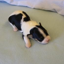 Ben - Black and white male Havanese puppy in Sunriver, Oregon from Contigo Havanese