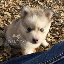 Pomsky Puppies from Dakota Pomskies