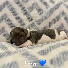 Fern - Piebald male Dachshund puppy in Aiken, South Carolina from State Eight Dachshunds