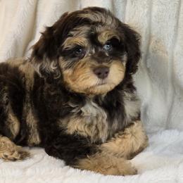Responsibility - Brown merle male Aussiedoodle puppy in Cleveland, Georgia from Jam's Doodles And Poodles
