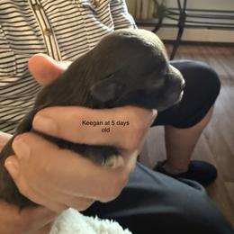Keegan - Black male Havanese puppy in Hudson, New York from Havanese of Claverack and Hudson Valley Labradors