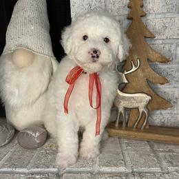 Gray - Black and white female Sheepadoodle puppy in Archer, Florida from Gainesville Sheepadoodles
