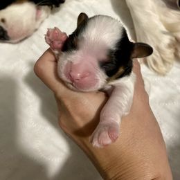 Cavalier King Charles Spaniel Puppies from Cassie’s Cavaliers