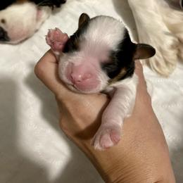 Cavalier King Charles Spaniel Puppies from Cassie’s Cavaliers