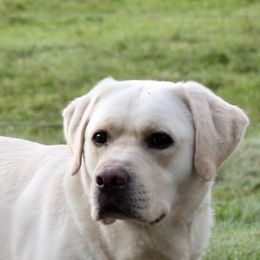 Sylas (Guardian) - Yellow male Labrador Retriever puppy in Tomahawk, Wisconsin from Mahner Labs