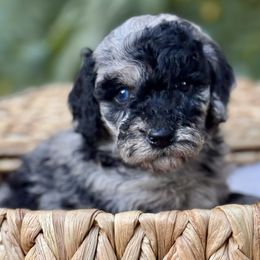Sizzle - Blue merle female Bernedoodle puppy in Vacaville, California from Starlight Goldendoodles