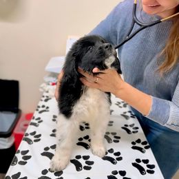 Assorted Doodle Crosses, Newfoundland, and Sheepadoodle Puppies from Sweet Creek Pups
