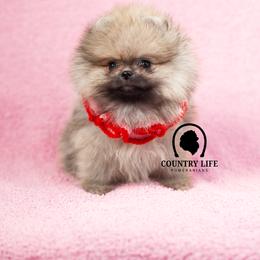 Pomeranian Puppies from Country Life Pomeranians