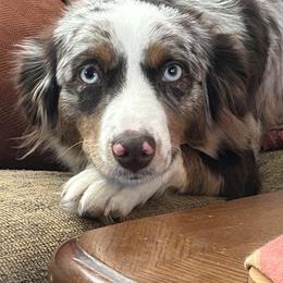 Annie - Miniature Australian Shepherd