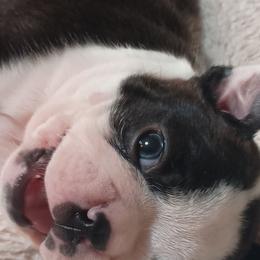 Cooper - Brindle Boy white strip - Black brindle and white male Boston Terrier puppy in Hamilton, Montana from Reds Studio