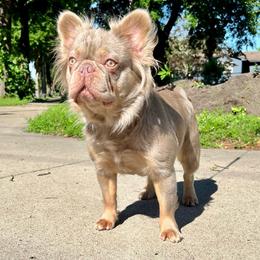 NorthStar - French Bulldog
