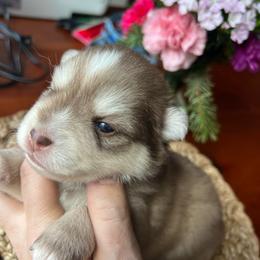 Zion - Red and white male Pomsky puppy in Rathdrum, Idaho from Smart Pomskies and Frenchies