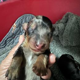 Gomez - Dapple male Dachshund puppy in Pinellas Park, Florida from Chait Miniature Dachshunds