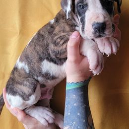 Great Danes from Gemini Danes