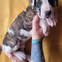 Great Danes from Gemini Danes
