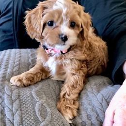 Cavapoo Puppies from Cedar Sprout Puppies