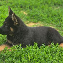 Steele - Black and tan male German Shepherd puppy in Darlington, Wisconsin from Outlier Kennel
